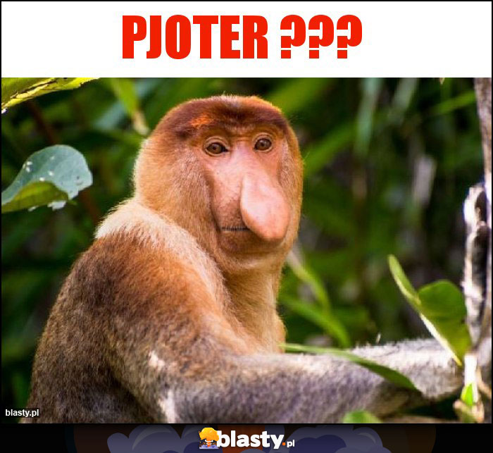 Pjoter ??? Pjoter ???