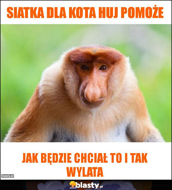 Siatka dla kota huj pomoże Siatka dla kota huj pomoże