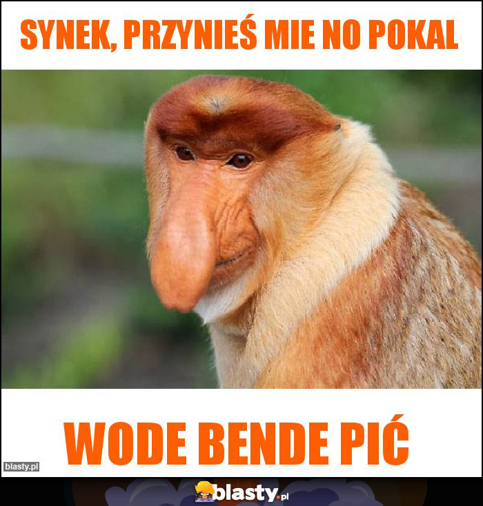 Synek, przynieś mie no pokal Synek, przynieś mie no pokal
