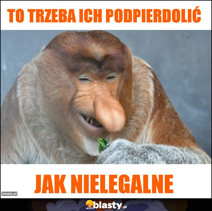 to trzeba ich podpierdolić to trzeba ich podpierdolić