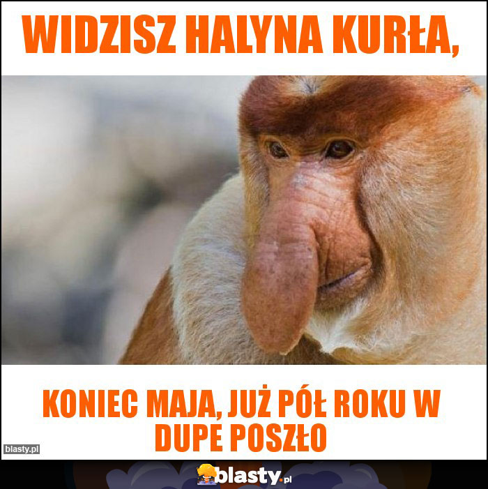 Widzisz Halyna kurła, Widzisz Halyna kurła,