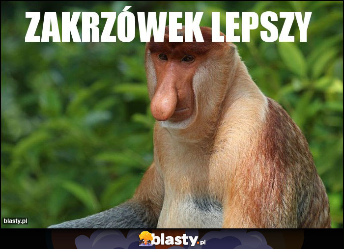 ZakrzÓwek lepszy ZakrzÓwek lepszy