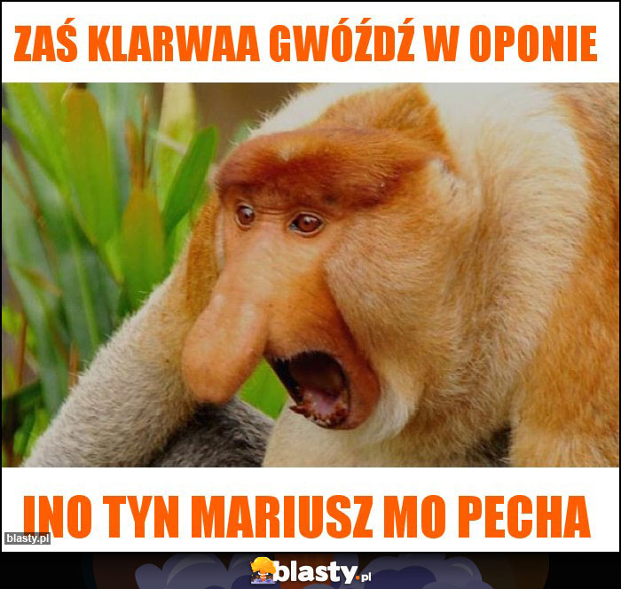 Zaś klarwaa gwóźdź w oponie Zaś klarwaa gwóźdź w oponie