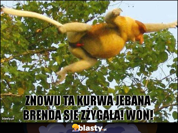 znowu ta kurwa jebana Brenda sie zżygała! WON! znowu ta kurwa jebana Brenda sie zżygała! WON!