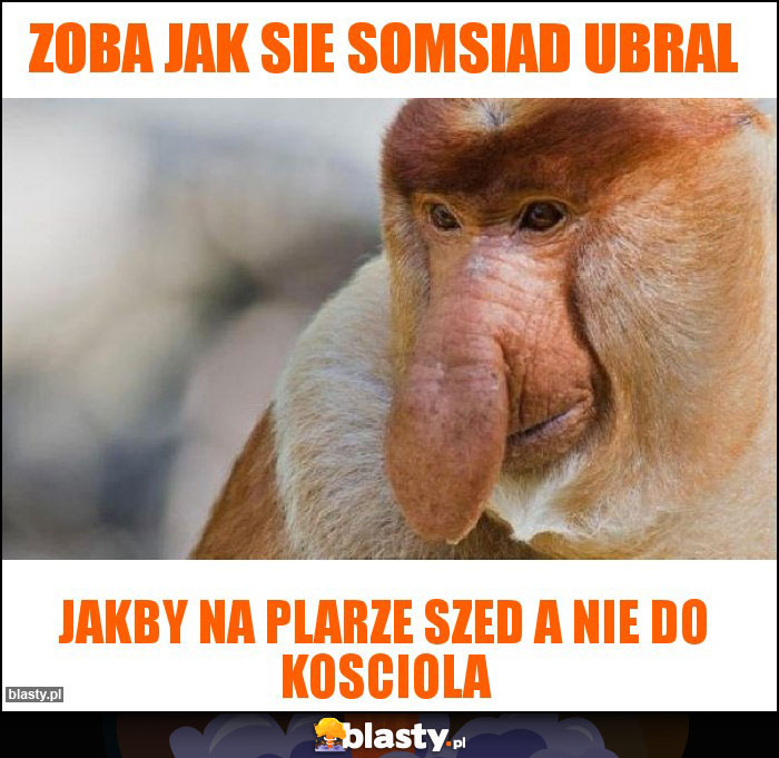 Zoba jak sie somsiad ubral Zoba jak sie somsiad ubral