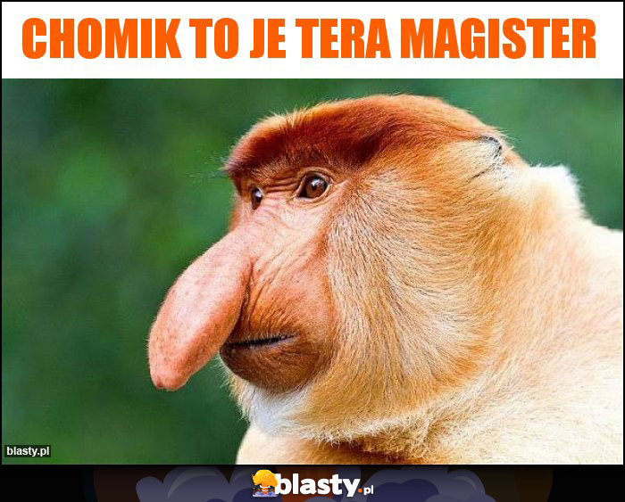 Chomik to je tera magister Chomik to je tera magister