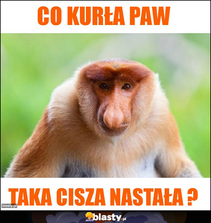 Co kurła paw Co kurła paw