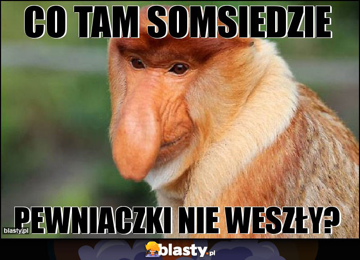 CO TAM SOMSIEDZIE CO TAM SOMSIEDZIE