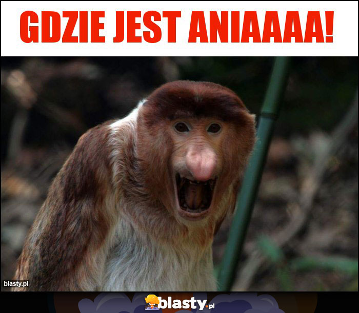 GDZIE JEST ANIAAAA! GDZIE JEST ANIAAAA!