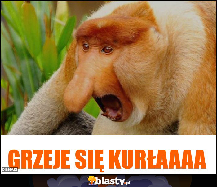 Grzeje się kurłaaaa Grzeje się kurłaaaa