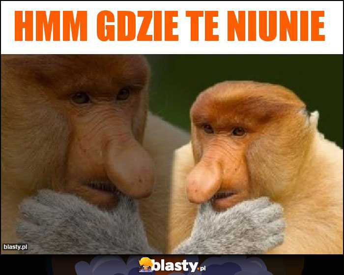 Hmm gdzie te niunie Hmm gdzie te niunie