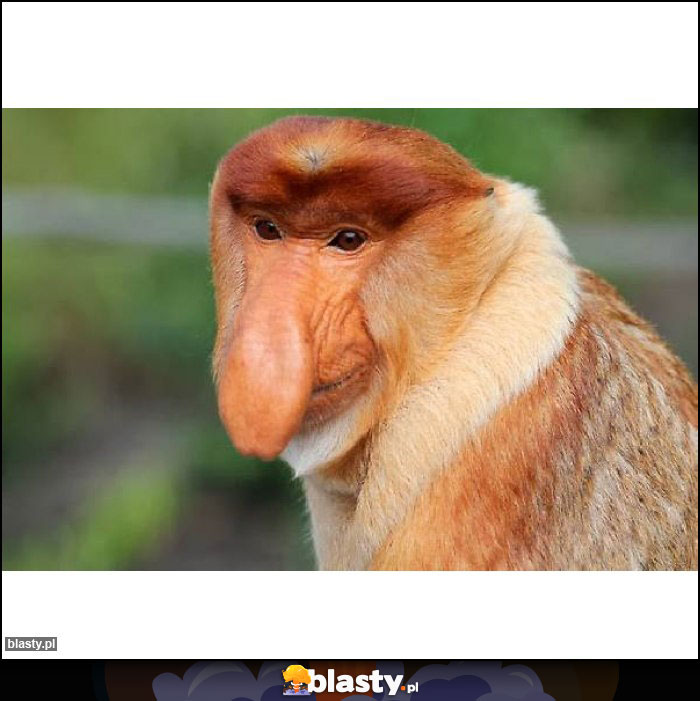 Kamery kupujeta Kamery kupujeta