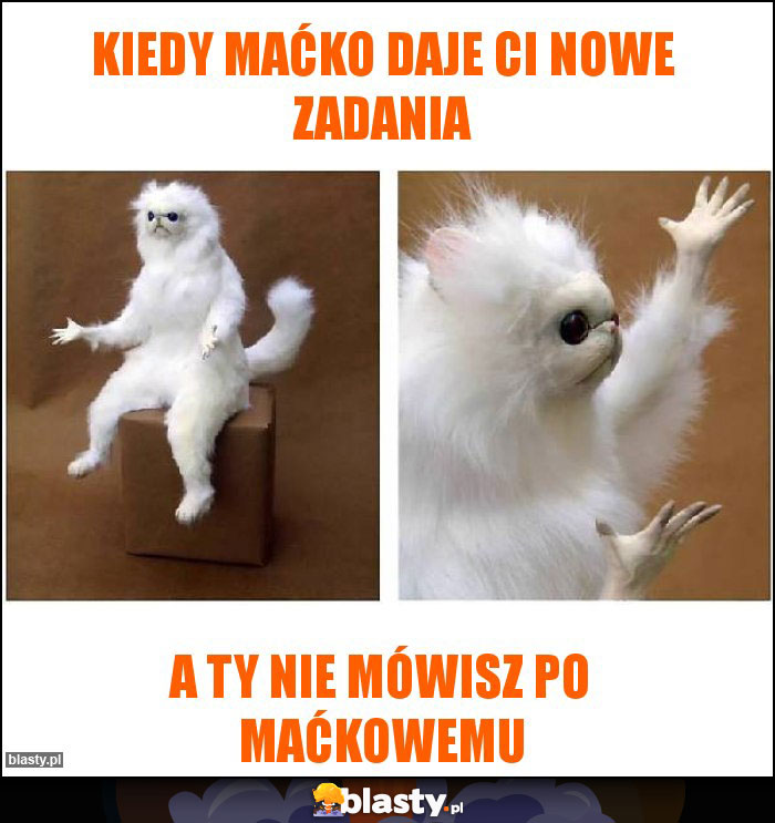 Kiedy Maćko daje ci nowe zadania Kiedy Maćko daje ci nowe zadania