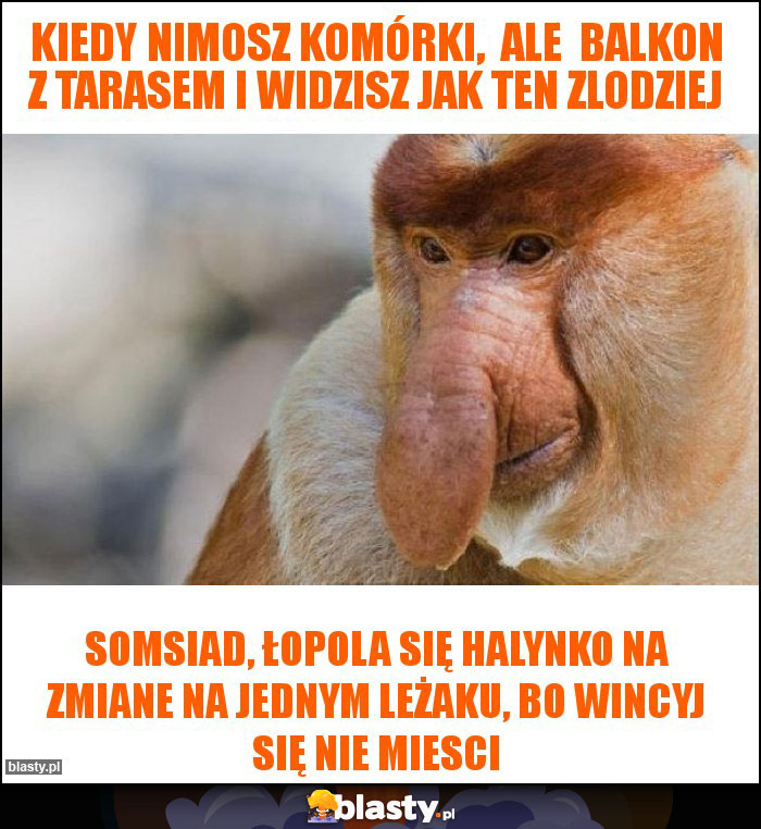Kiedy nimosz komórki, ale balkon z tarasem i widzisz jak ten zlodziej Kiedy nimosz komórki, ale balkon z tarasem i widzisz jak ten zlodziej