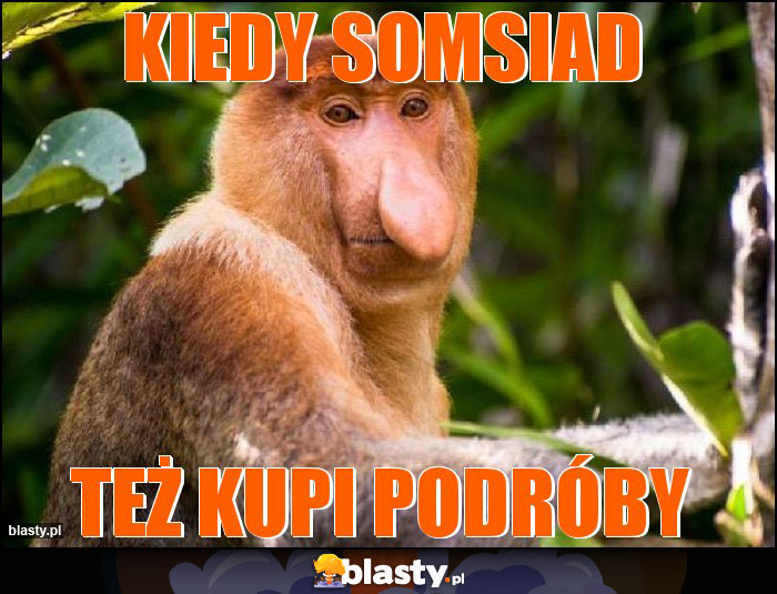 kiedy somsiad kiedy somsiad