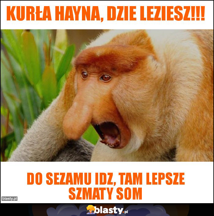 Kurła Hayna, dzie leziesz!!! Kurła Hayna, dzie leziesz!!!