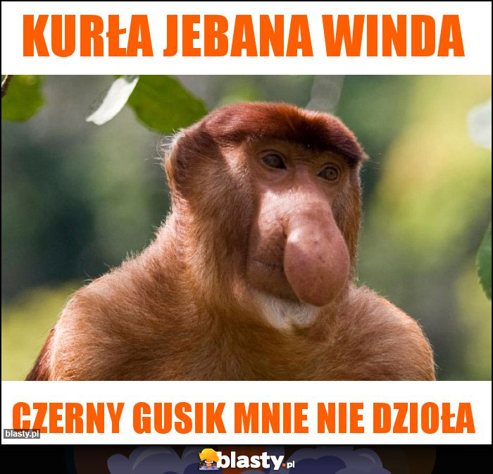 Kurła jebana winda Kurła jebana winda