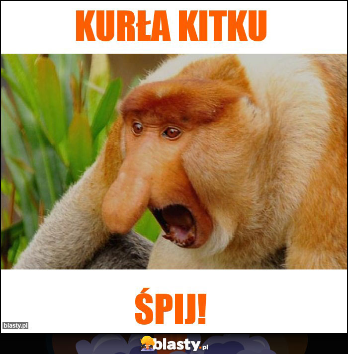 Kurła Kitku Kurła Kitku