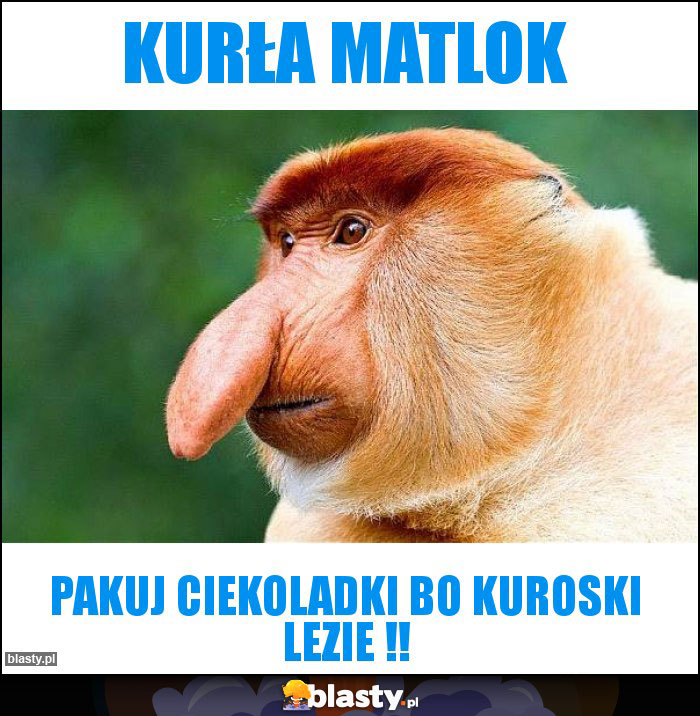 kurła matlok kurła matlok