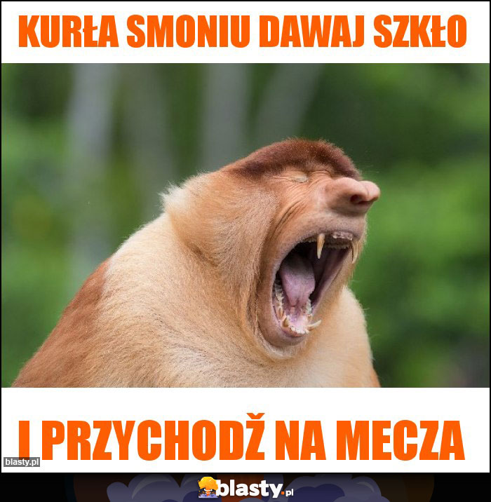 Kurła Smoniu dawaj szkło Kurła Smoniu dawaj szkło