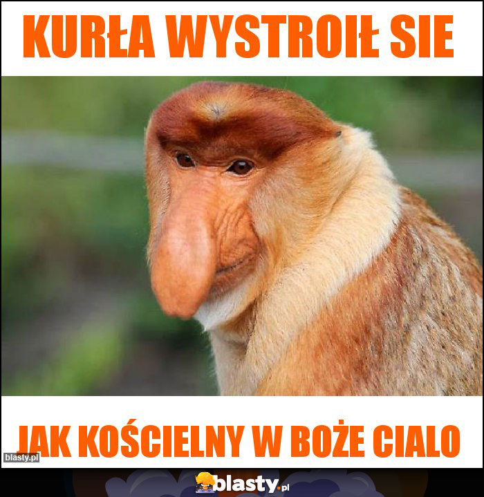 Kurła wystroił sie