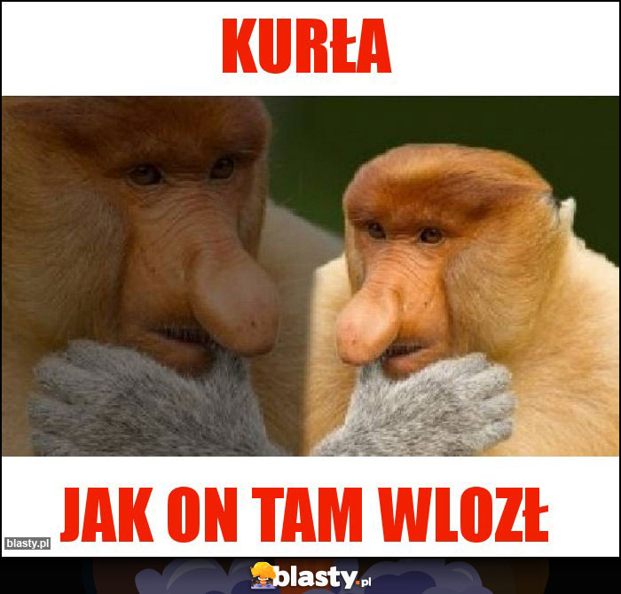 kurła
