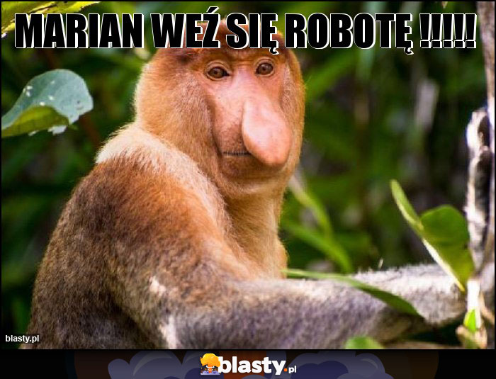 Marian weź się robotę !!!!! Marian weź się robotę !!!!!