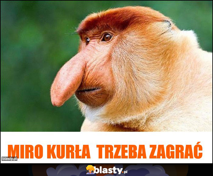 Miro kurła trzeba zagrać Miro kurła trzeba zagrać