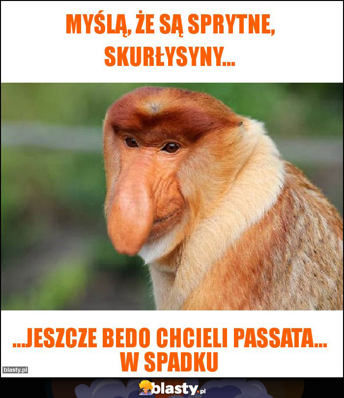 Myślą, że są sprytne, skurłysyny... Myślą, że są sprytne, skurłysyny...