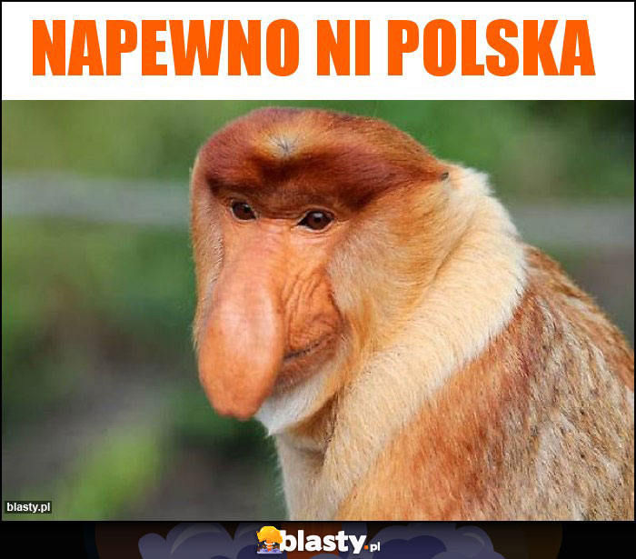 Napewno Ni Polska Napewno Ni Polska