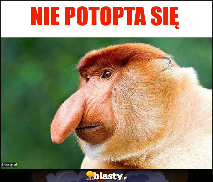 Nie potopta się Nie potopta się