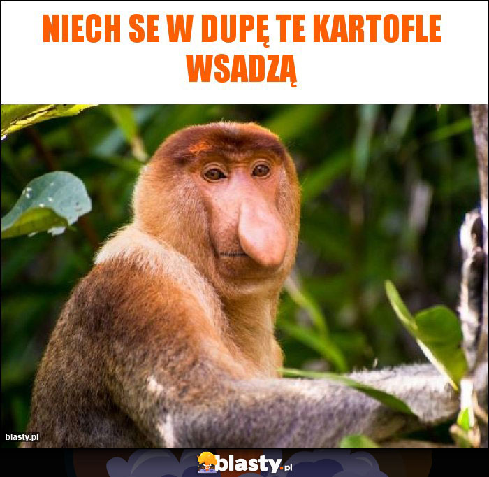 NIECH SE W DUPĘ TE KARTOFLE WSADZĄ NIECH SE W DUPĘ TE KARTOFLE WSADZĄ