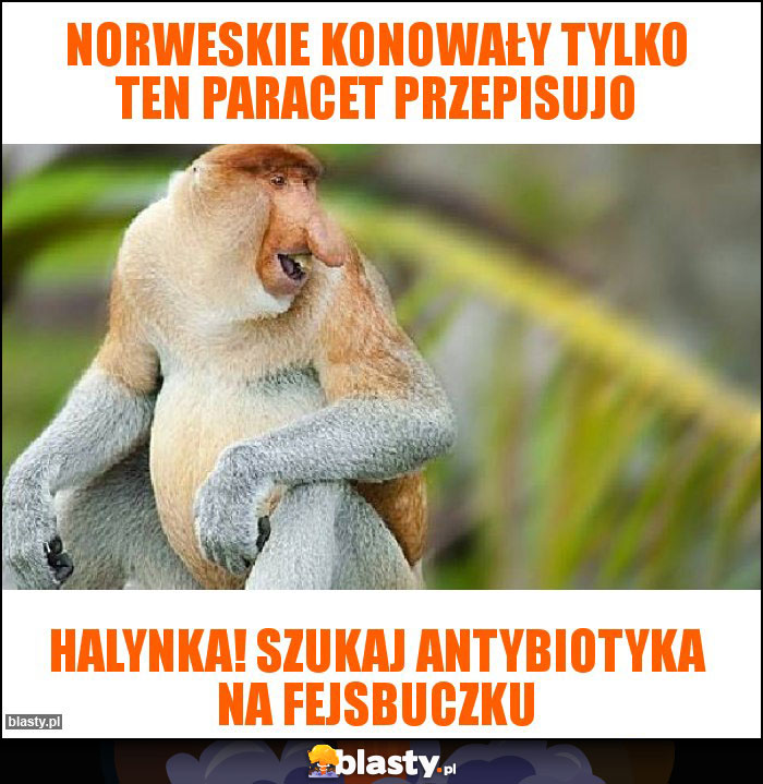 Norweskie konowały tylko ten paracet przepisujo Norweskie konowały tylko ten paracet przepisujo