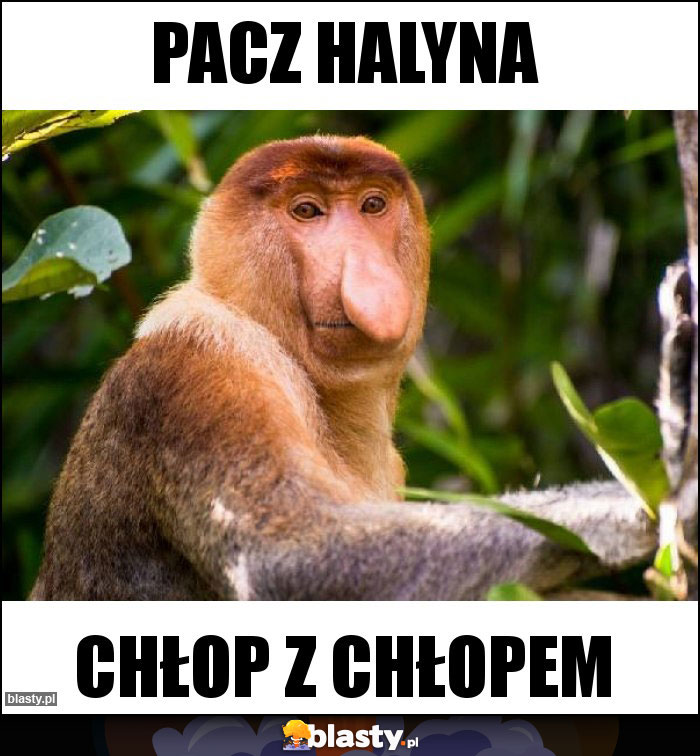 pacz halyna pacz halyna