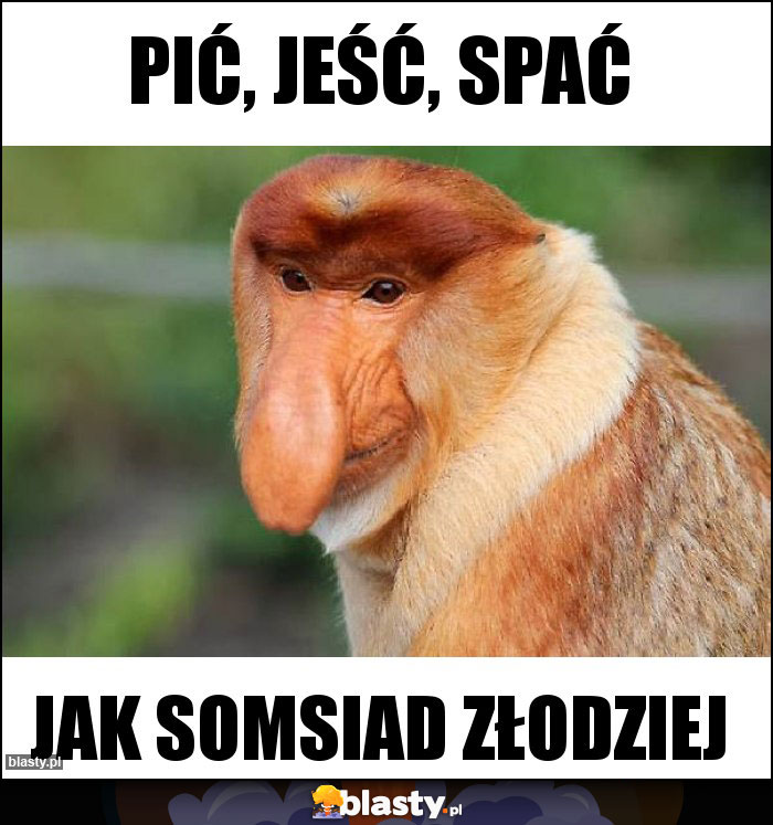 Pić, jeść, spać Pić, jeść, spać