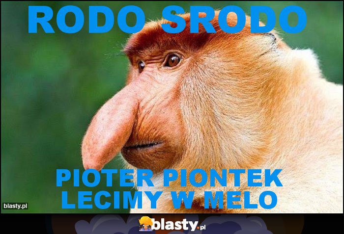 RODO SRODO RODO SRODO