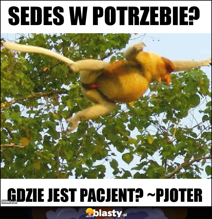 Sedes w potrzebie? Sedes w potrzebie?