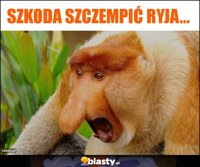 Szkoda szczempić ryja... Szkoda szczempić ryja...