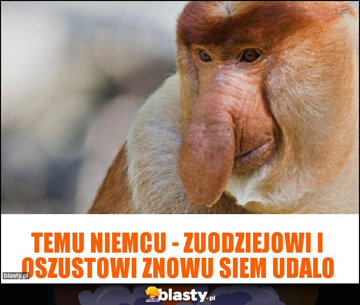 temu niemcu - zuodziejowi i oszustowi znowu siem udalo temu niemcu - zuodziejowi i oszustowi znowu siem udalo