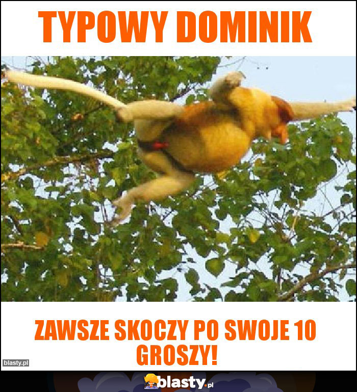 Typowy Dominik Typowy Dominik