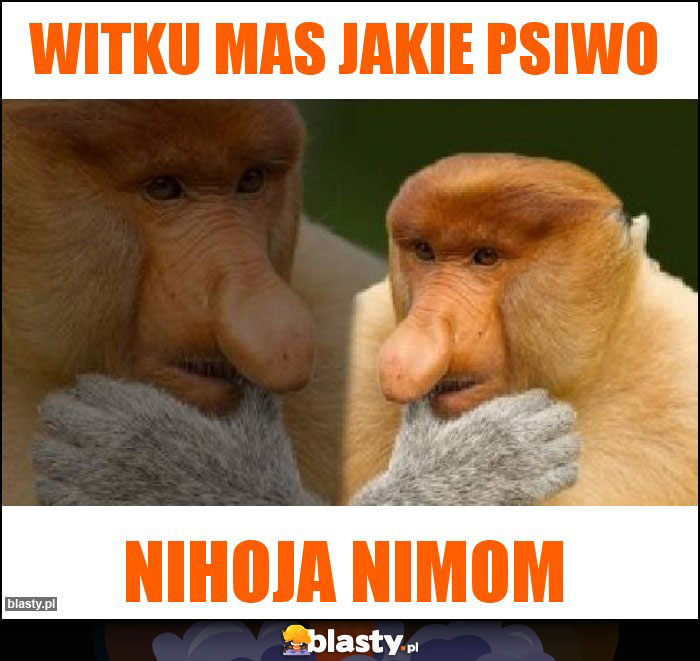 Witku mas jakie psiwo Witku mas jakie psiwo