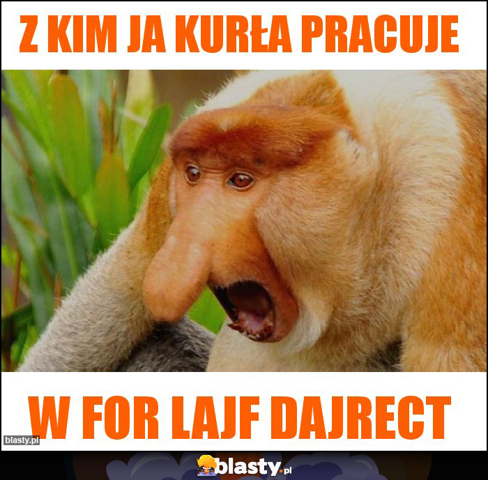 Z KIM JA KURŁA PRACUJE Z KIM JA KURŁA PRACUJE
