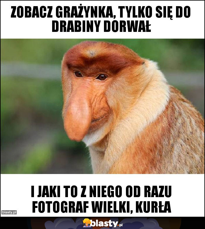 Zobacz GRAŻYNKA, TYLKO SIĘ DO DRABINY DORWAŁ Zobacz GRAŻYNKA, TYLKO SIĘ DO DRABINY DORWAŁ