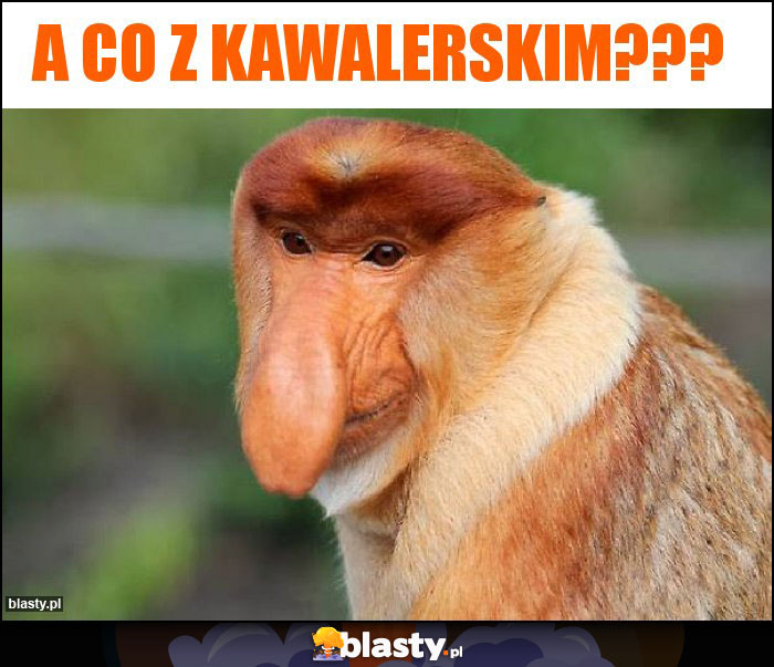 A co z kawalerskim??? A co z kawalerskim???