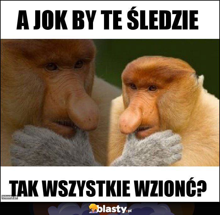 A jok by te śledzie A jok by te śledzie