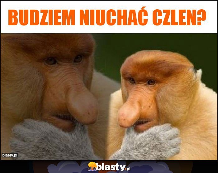 Budziem niuchać czlen?