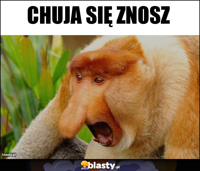 CHUJA SIĘ ZNOSZ CHUJA SIĘ ZNOSZ