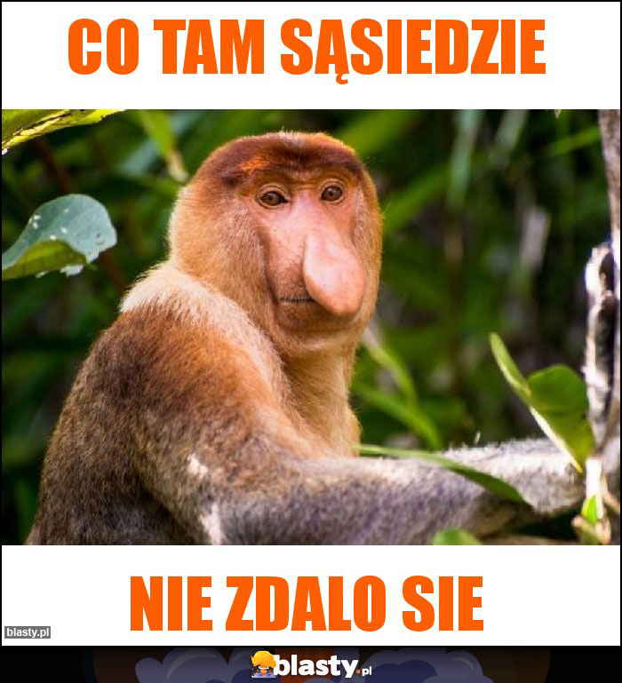 CO TAM SĄSIEDZIE CO TAM SĄSIEDZIE