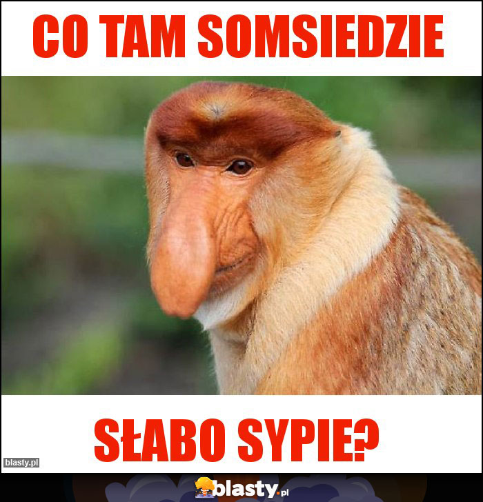 Co tam somsiedzie Co tam somsiedzie