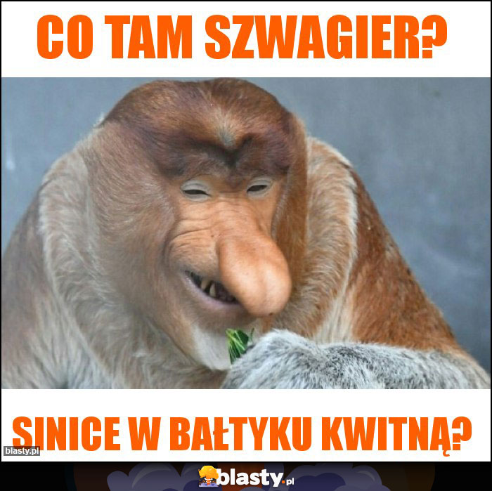 CO TAM SZWAGIER? CO TAM SZWAGIER?